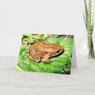 Cartão Sapo equipado com pernas vermelho do norte