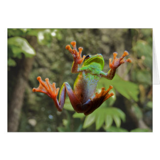 Cartão Sapo no vidro