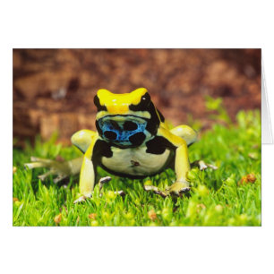 Cartão Sapo Venenoso Tingente, Dendrobates tinctorius,