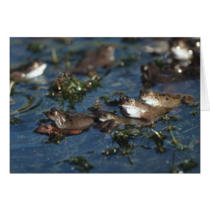 Cartão Sapos engraçados