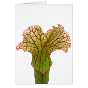 Cartão Sarracenia Pitcher Plant