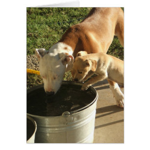 Cartão Sasha & Louie