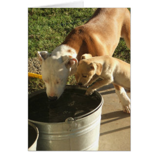 Cartão Sasha & Louie