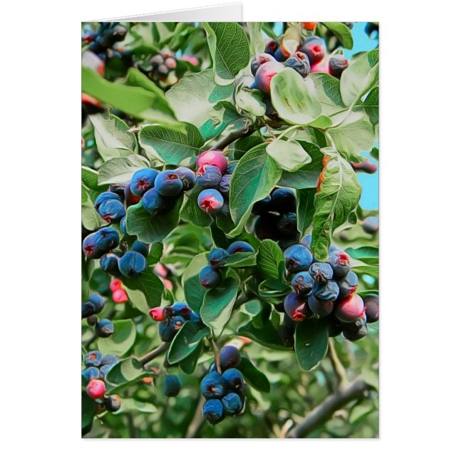 Cartão Saskatoon (Frente)