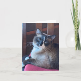 Cartão Sassy Snowshoe Cat