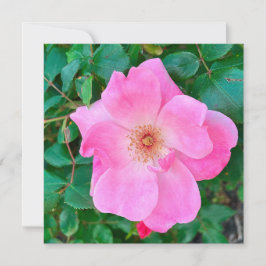 Cartão Saudação de Aniversário da Flor Rosa Rosa Rosa Sen