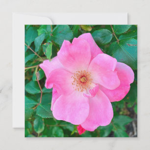 Cartão Saudação de Aniversário da Flor Rosa Rosa Rosa Sen