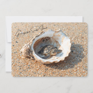 Cartão Saudações da Tartaruga Marinha da Ilha de Sanibel
