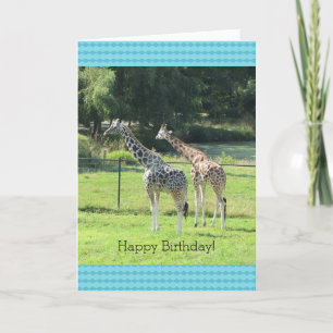 Cartão Saudações de Aniversário das Girafas Pastando