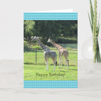 Cartão Saudações de Aniversário das Girafas Pastando