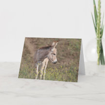 Saudações de Burros Selvagens