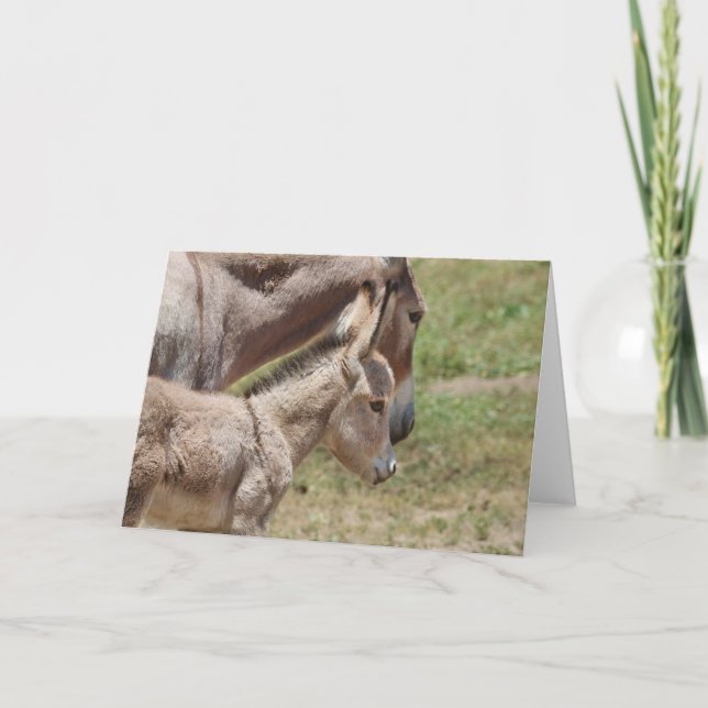 Cartão Saudações de Burros Selvagens (Frente)
