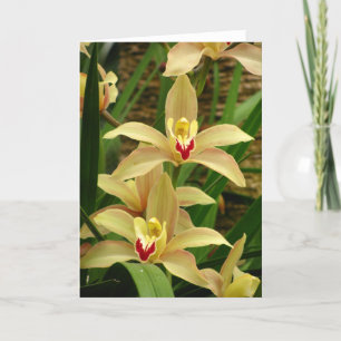 Cartão Saudações Orquídeas
