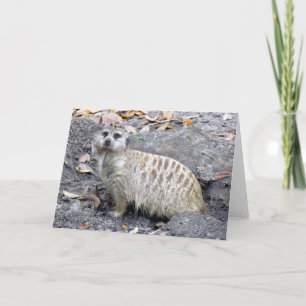 Cartão Saudável Meerkat (1043)