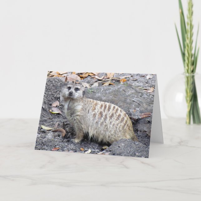 Cartão Saudável Meerkat (1043) (Frente)