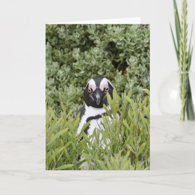 Cartão Saudável - Pinguim Africano (Frente)