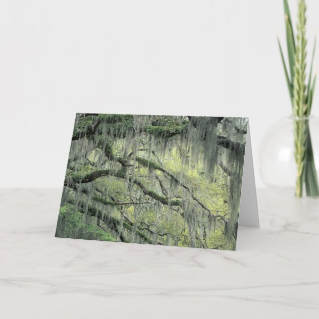 Cartão Savannah, Georgia, árvore de carvalho ao vivo, (Frente)