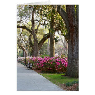 Cartão Savannah Georgia em Primavera Forsyth Park Azaleas