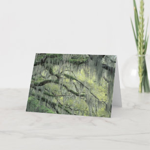 Cartão Savannah, Georgia, Live Oak tree draped with