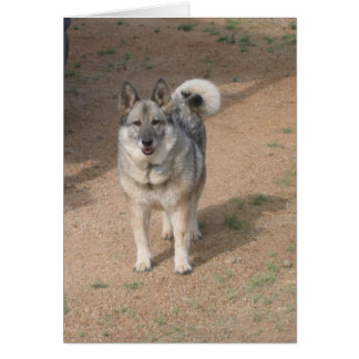 Cartão Savannah Smiling