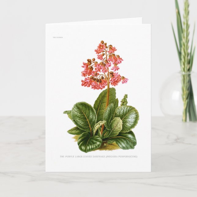 Cartão Saxifrage roxo (Frente)