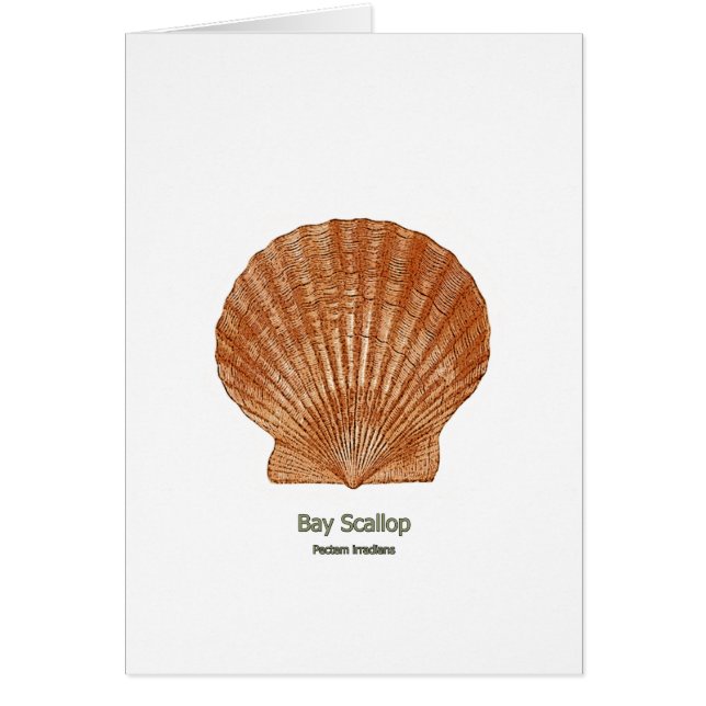 Cartão Scallop Shell da baía (Frente)