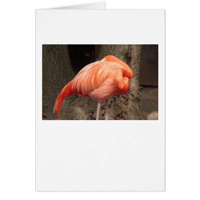 Cartão Scarlet Flamingo (Frente)