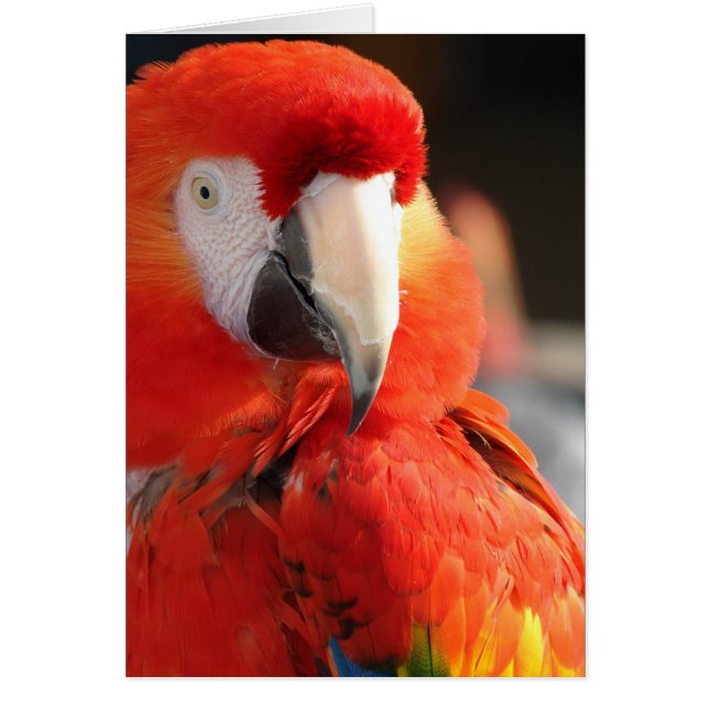 Cartão Scarlet Macaw (Frente)