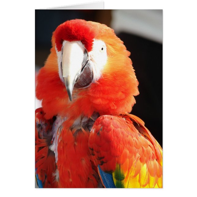 Cartão Scarlet Macaw (Frente)