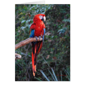 Cartão Scarlet Macaw