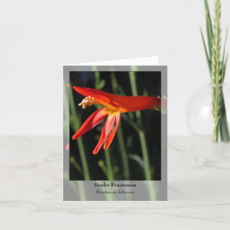 Cartão Scarlet Penstem - Native Notecard