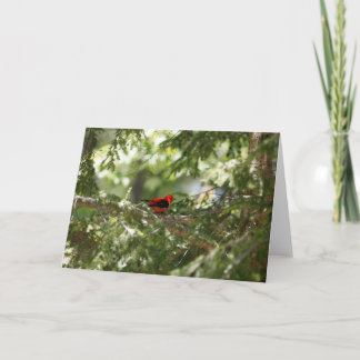 Cartão Scarlet Tanager