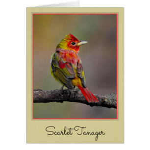 Cartão Scarlet Tanager Molting - Fotografia original