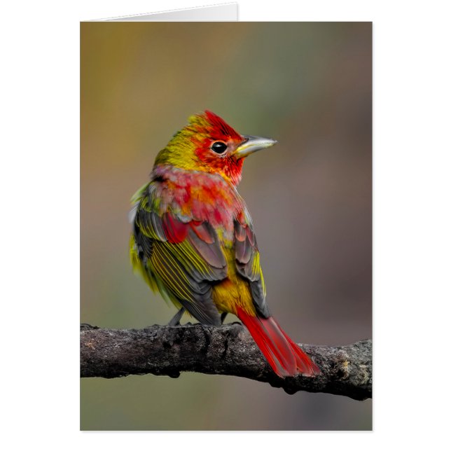 Cartão Scarlet Tanager Molting - Fotografia original (Frente)