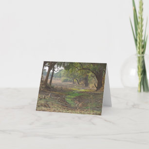 Cartão Scenia Zambia Woodland