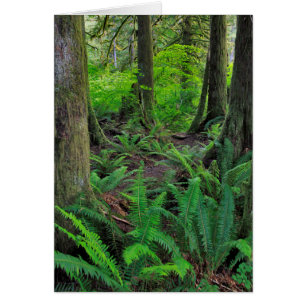 Cartão Scenico de Floresta Verde Esmagada