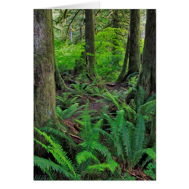 Cartão Scenico de Floresta Verde Esmagada (Frente)