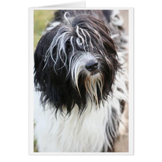 Cartão schapendos.png (Frente)