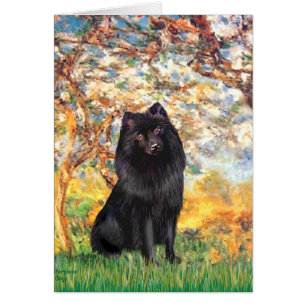 Cartão Schipperke 2 - Primavera