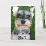 Cartão Schnauzer Bday feliz<br><div class="desc">Deixe seus amigos conhecê-los têm-na obtido ainda em seu dia especial!</div>