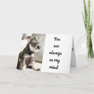 CARTÃO SCHNAUZER *DECLARES LOVE** ON "VALENTINE WISH"