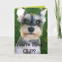 Schnauzer Happy Bday