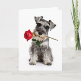 Cartão Schnauzer Valentine – Amor Fiel com uma Rosa