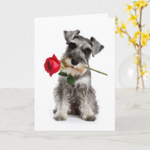 Cartão Schnauzer Valentine – Amor Fiel com uma Rosa