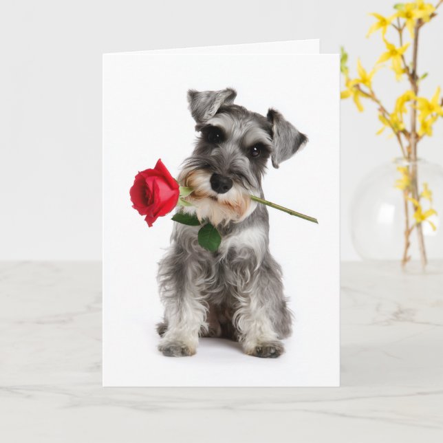 Cartão Schnauzer Valentine – Faithful Love with a Rose (Flor Amarela)