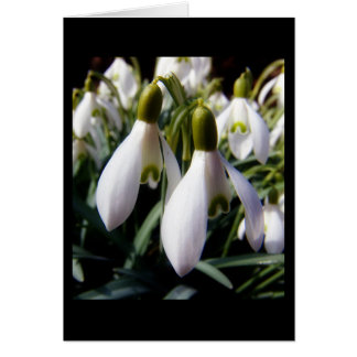Cartão schneegloeckchen
