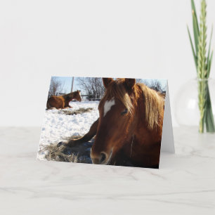 Cartão Scotch Sleeps