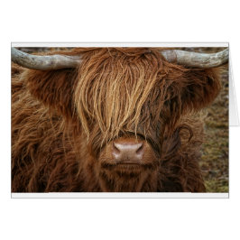 Cartão Scottish Highland Cow - Escócia