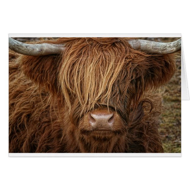 Cartão Scottish Highland Cow - Escócia (Frente Horizontal)