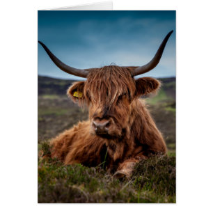 Cartão Scottish Highland Cow Longhorn Bull Rancher